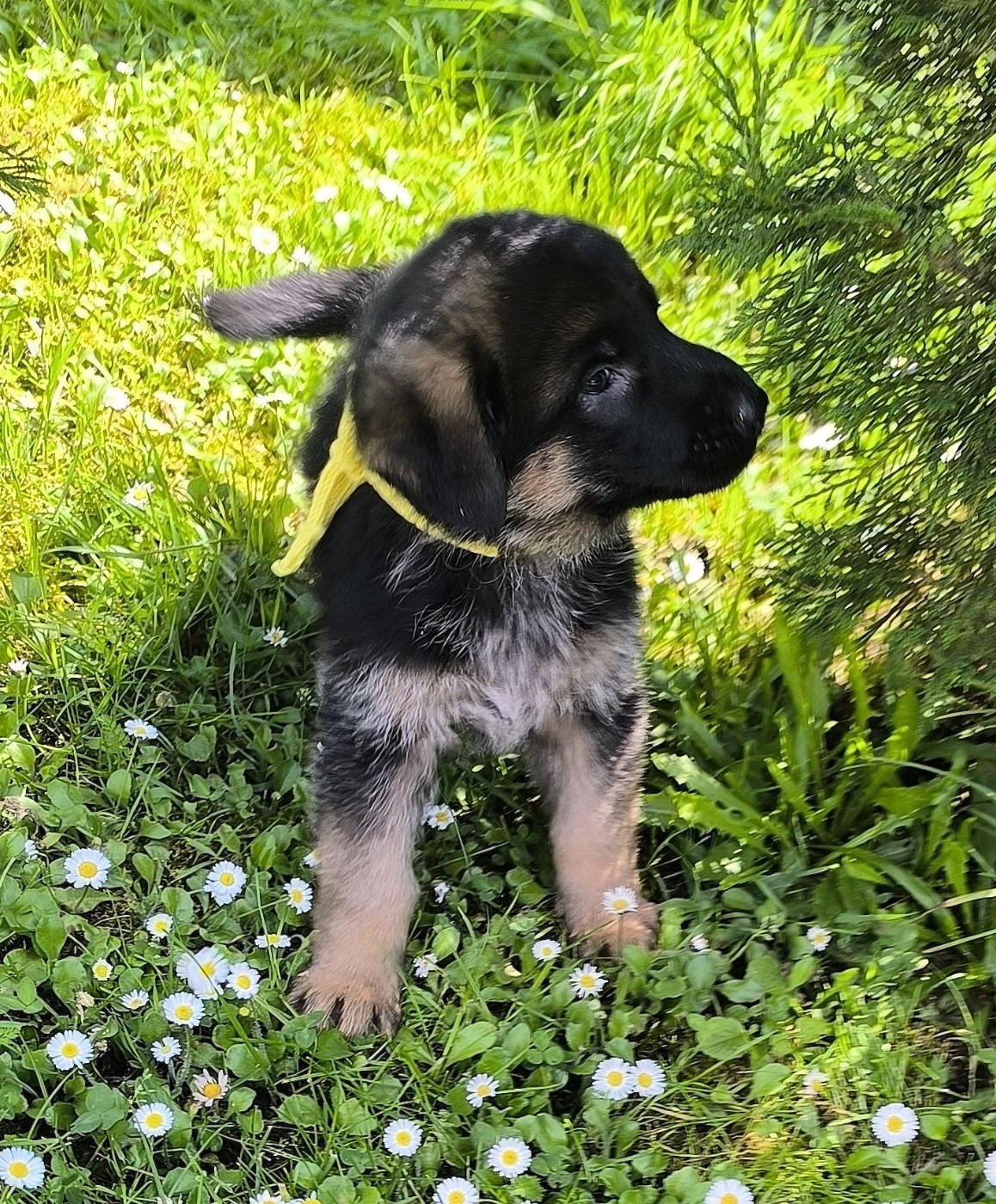 Von Bereich Sandalvi - Chiots disponibles - Berger Allemand