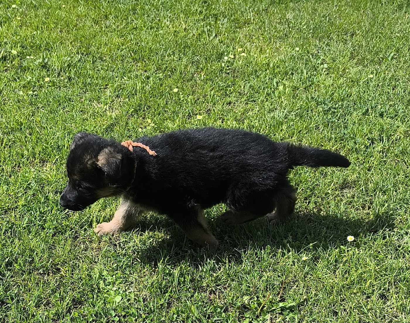Von Bereich Sandalvi - Chiots disponibles - Berger Allemand