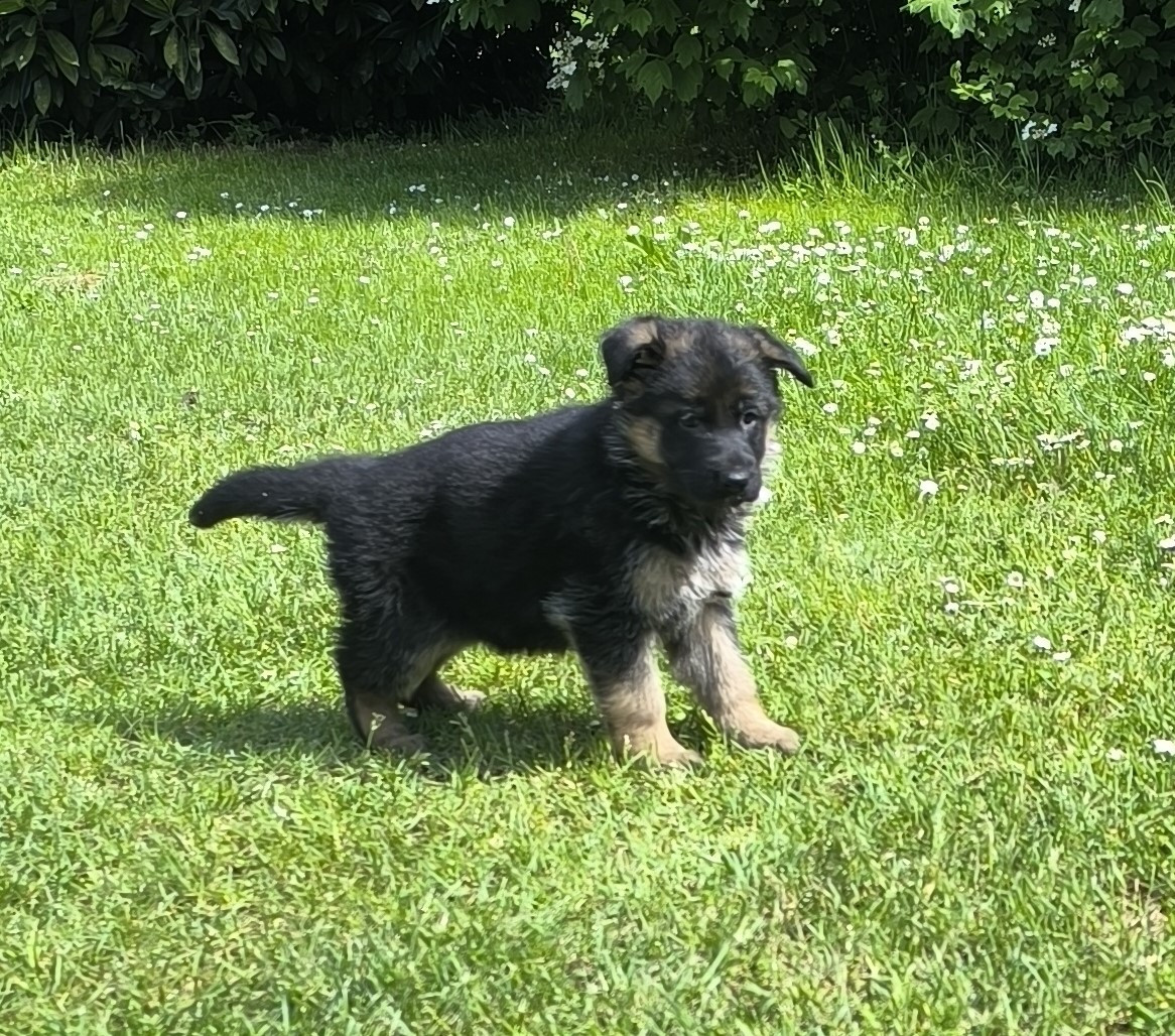 Von Bereich Sandalvi - Chiots disponibles - Berger Allemand