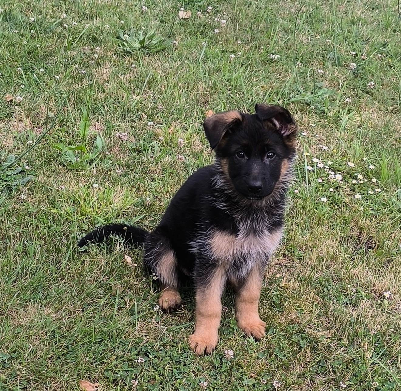 Von Bereich Sandalvi - Chiots disponibles - Berger Allemand