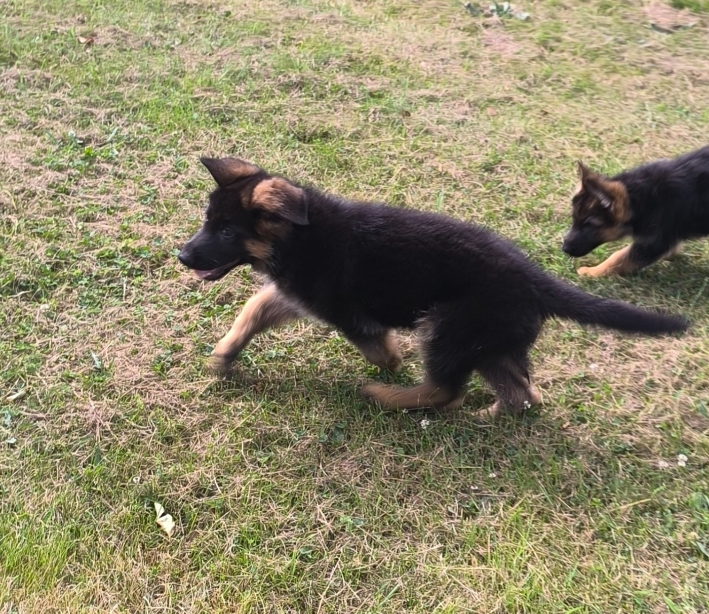 Von Bereich Sandalvi - Chiots disponibles - Berger Allemand