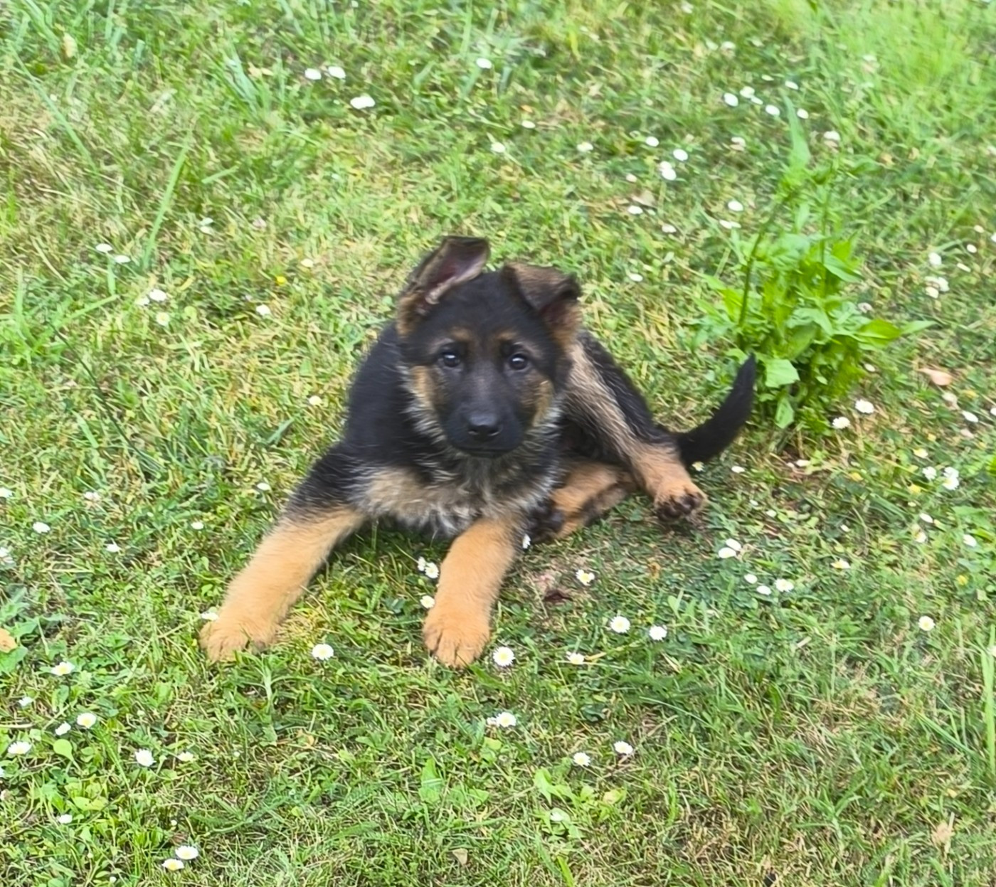 Von Bereich Sandalvi - Chiots disponibles - Berger Allemand