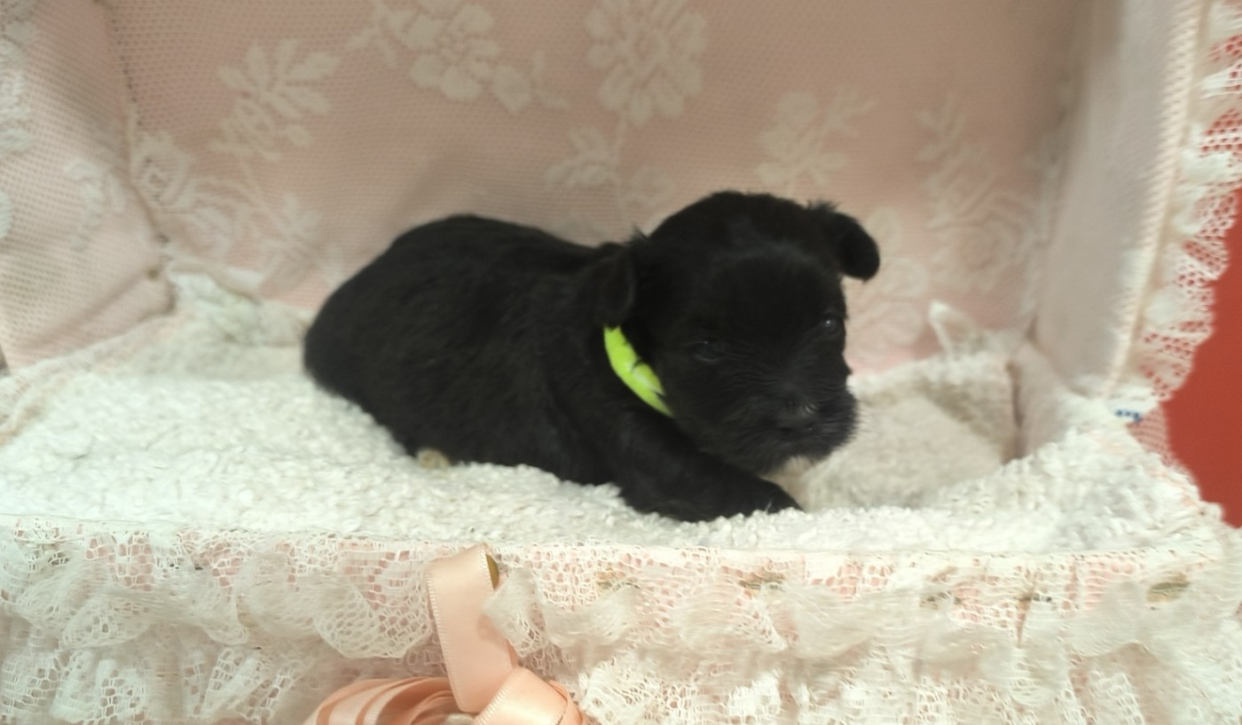Von Bereich Sandalvi - Chiots disponibles - Bichon Havanais