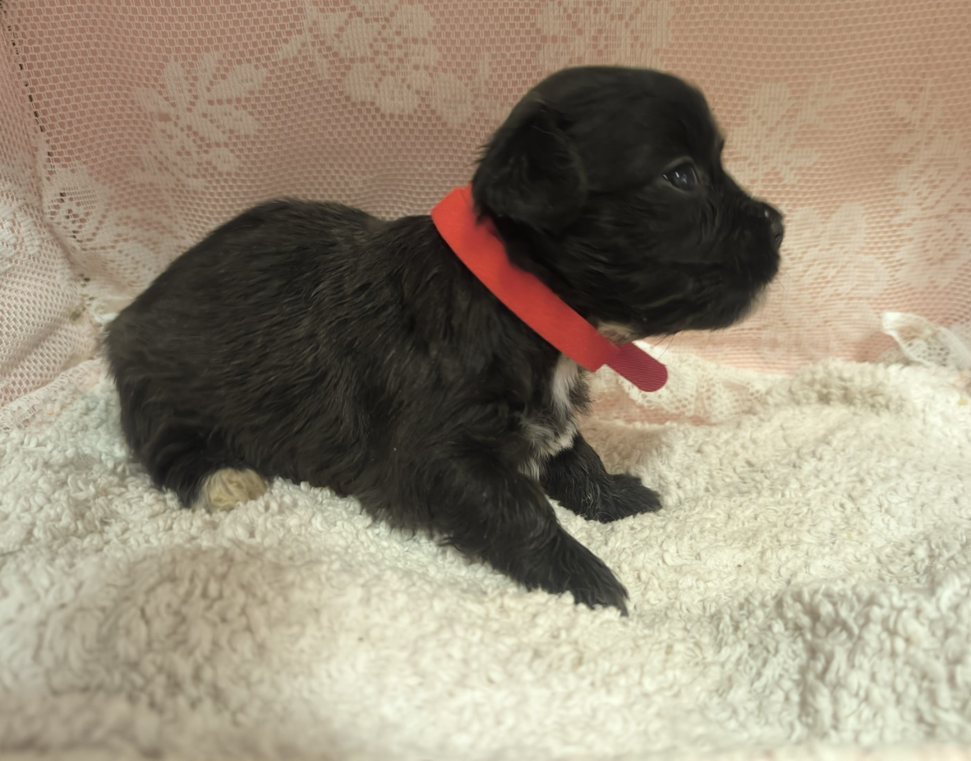Von Bereich Sandalvi - Chiots disponibles - Bichon Havanais