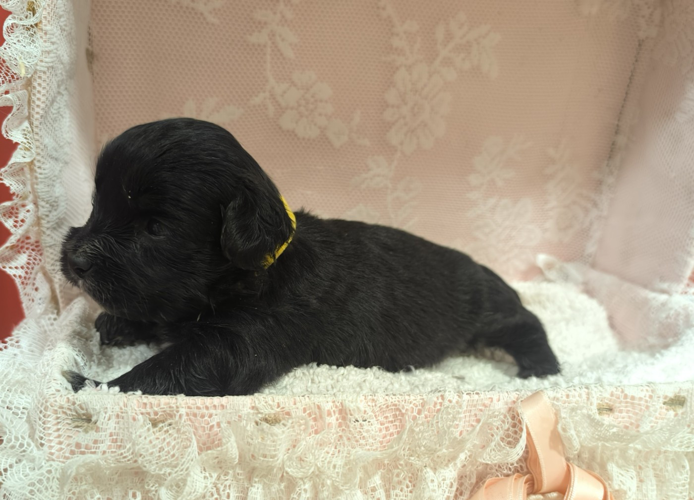 Von Bereich Sandalvi - Chiots disponibles - Bichon Havanais