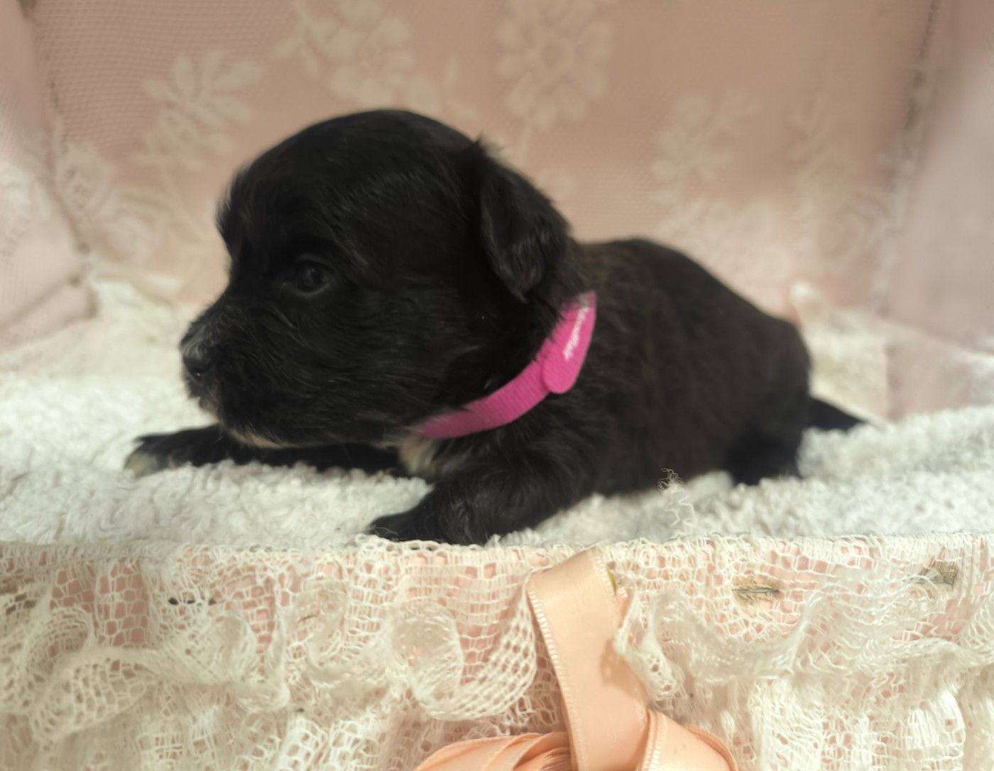Von Bereich Sandalvi - Chiots disponibles - Bichon Havanais
