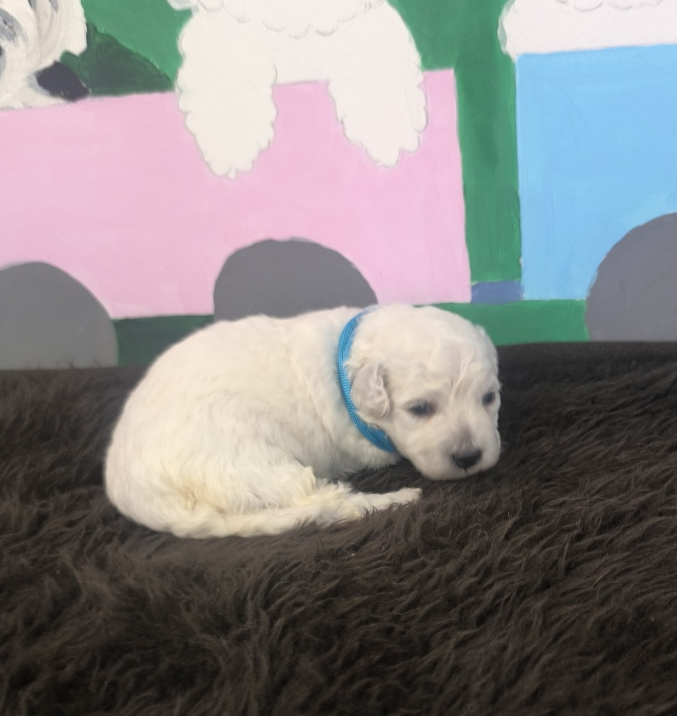 Von Bereich Sandalvi - Chiots disponibles - Bichon Frise