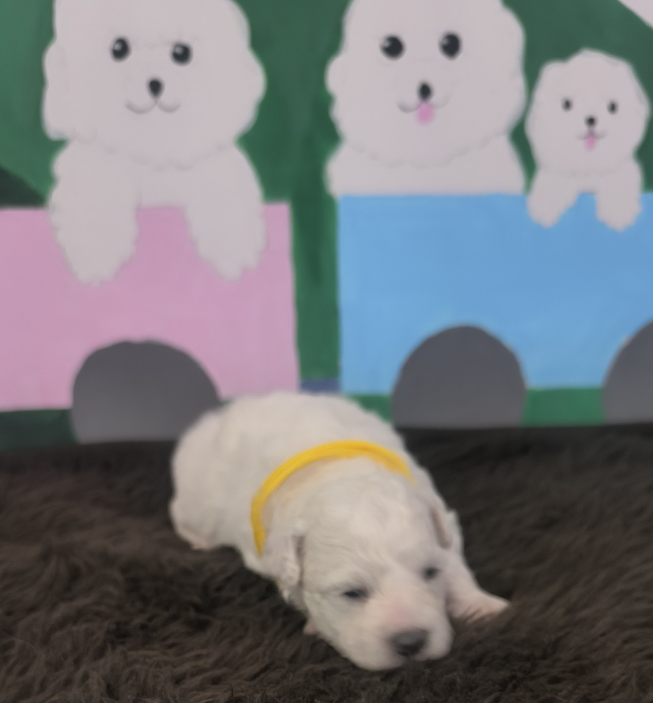 Von Bereich Sandalvi - Chiots disponibles - Bichon Frise