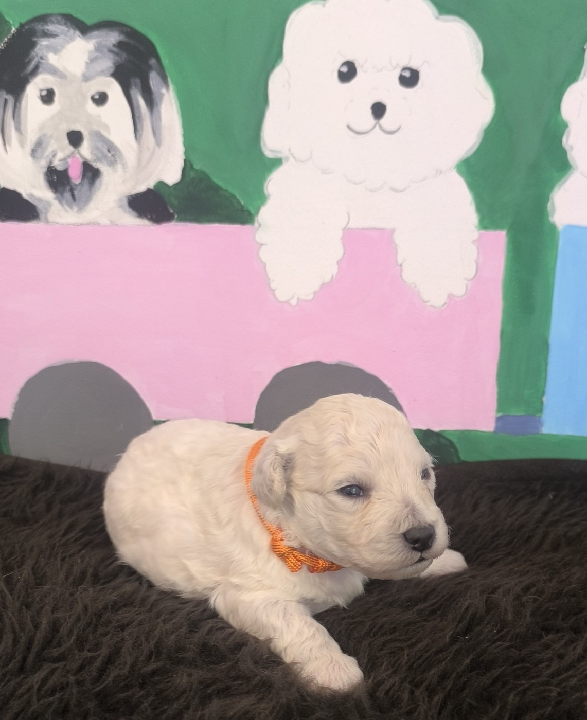 Von Bereich Sandalvi - Chiots disponibles - Bichon Frise