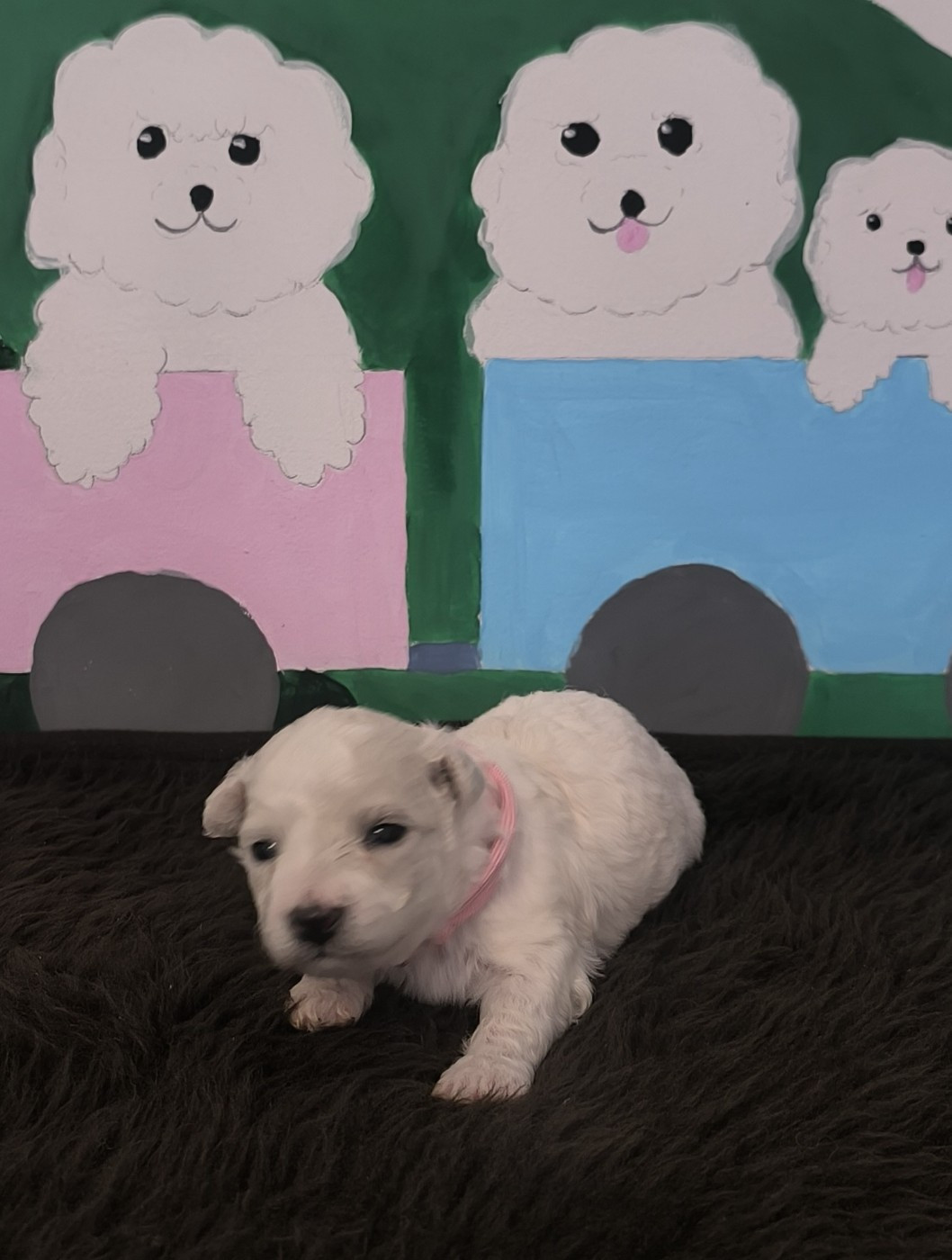 Von Bereich Sandalvi - Chiots disponibles - Bichon Frise