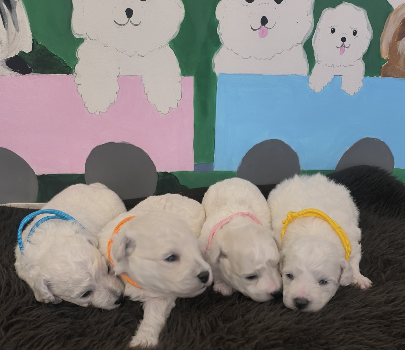 Chiot Bichon Frise Von Bereich Sandalvi