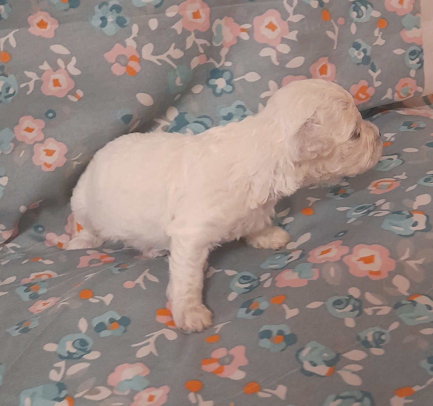Von Bereich Sandalvi - Chiots disponibles - Bichon Frise