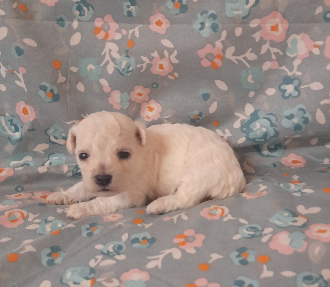 Von Bereich Sandalvi - Chiots disponibles - Bichon Frise