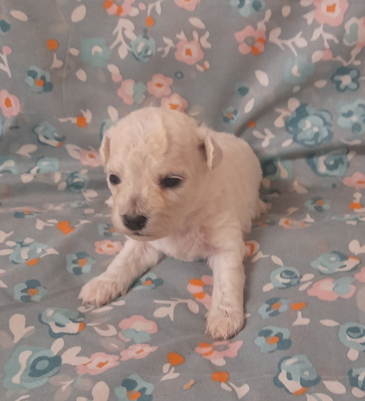 Von Bereich Sandalvi - Chiots disponibles - Bichon Frise