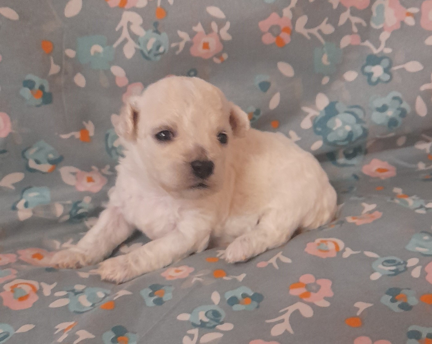 Von Bereich Sandalvi - Chiots disponibles - Bichon Frise