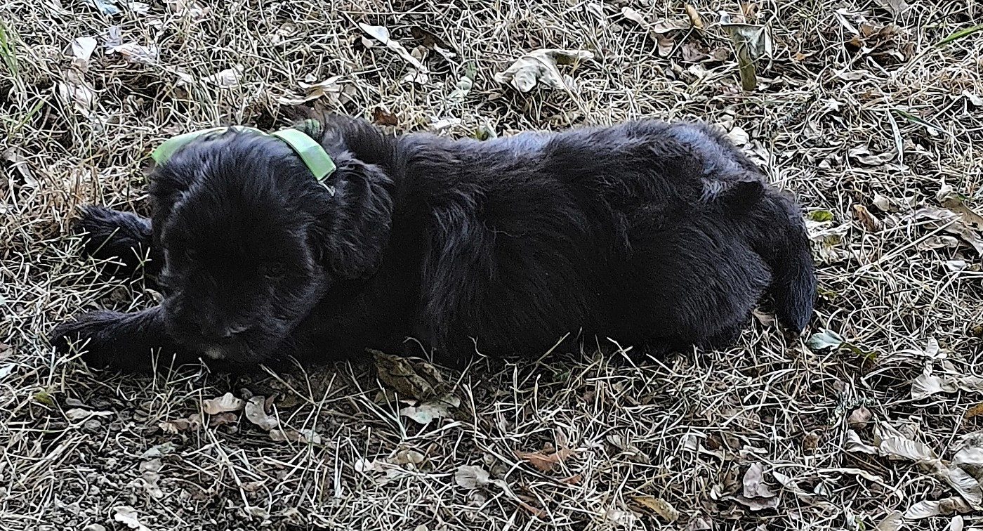 Von Bereich Sandalvi - Chiots disponibles - Bichon Havanais