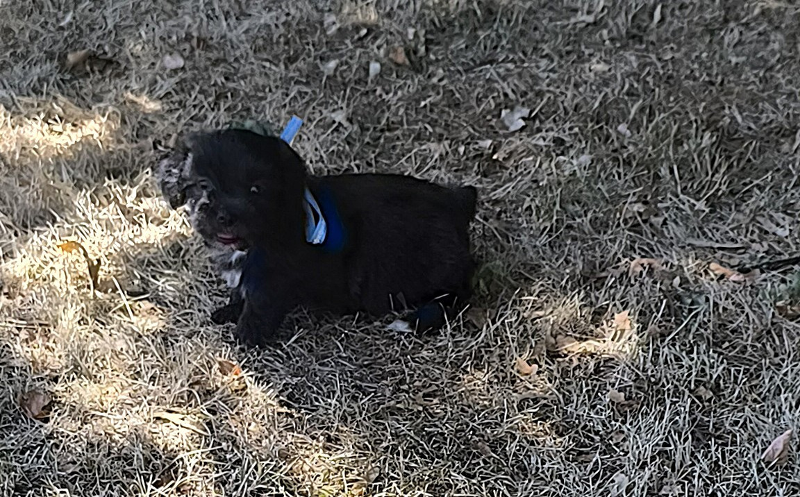 Von Bereich Sandalvi - Chiots disponibles - Bichon Havanais