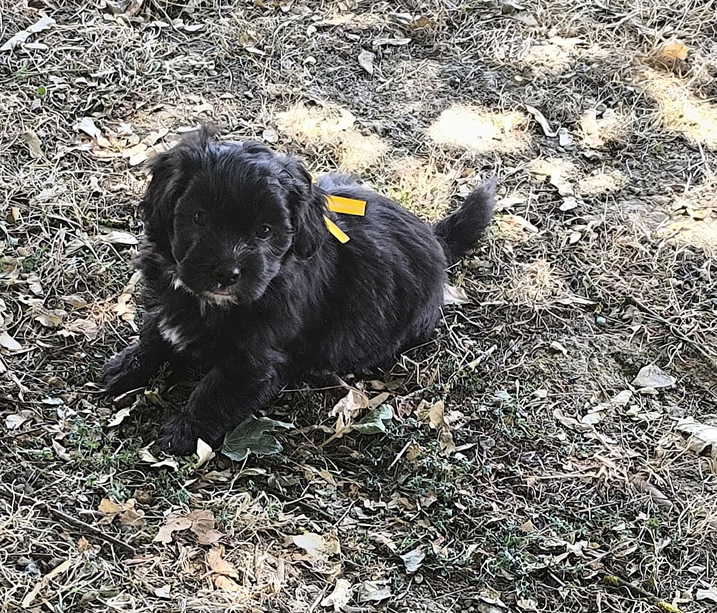 Von Bereich Sandalvi - Chiots disponibles - Bichon Havanais