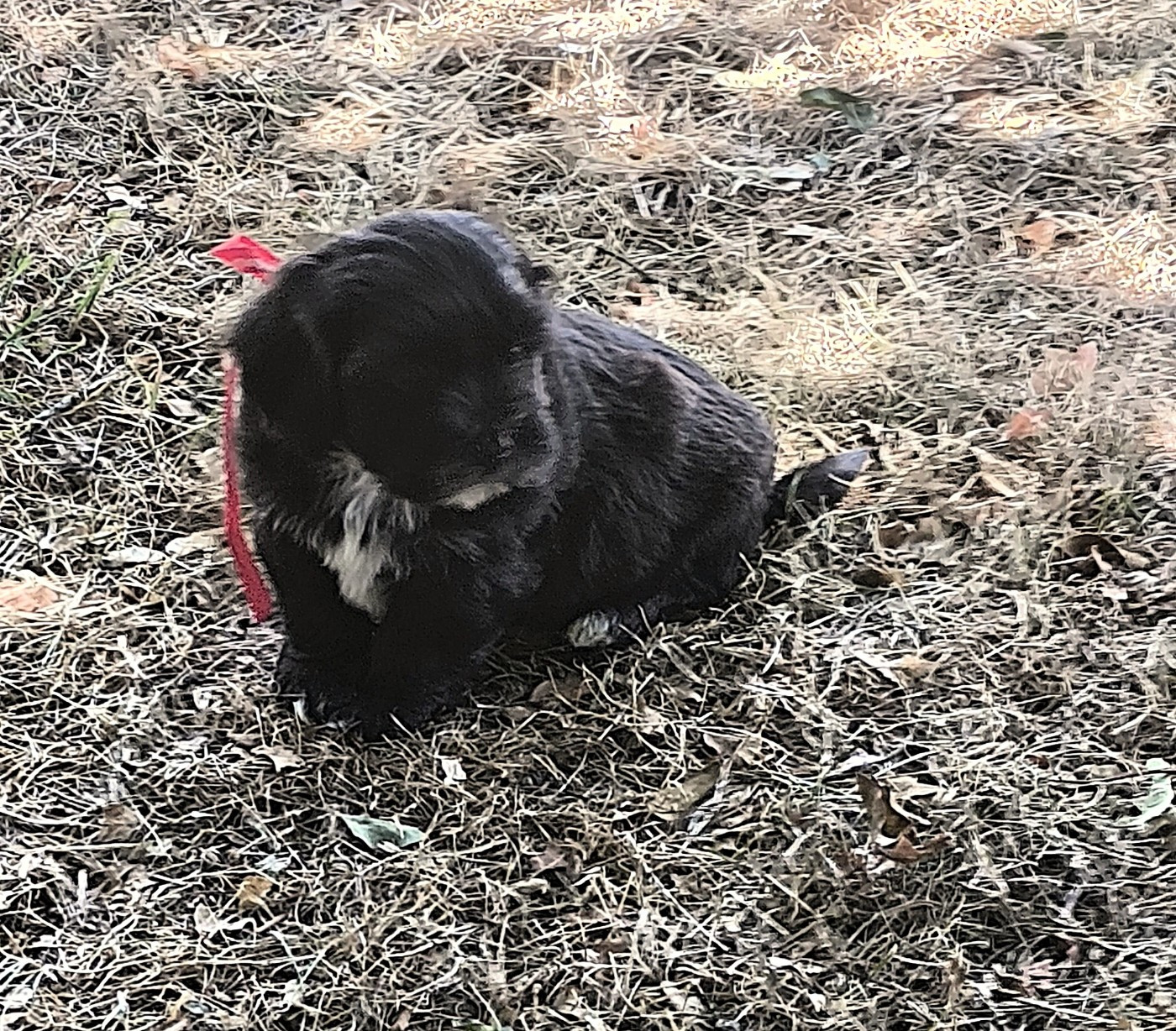 Von Bereich Sandalvi - Chiots disponibles - Bichon Havanais