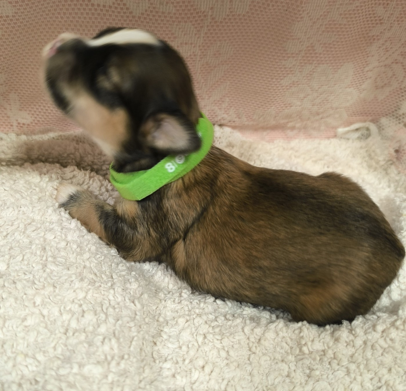 Von Bereich Sandalvi - Chiots disponibles - Bichon Havanais