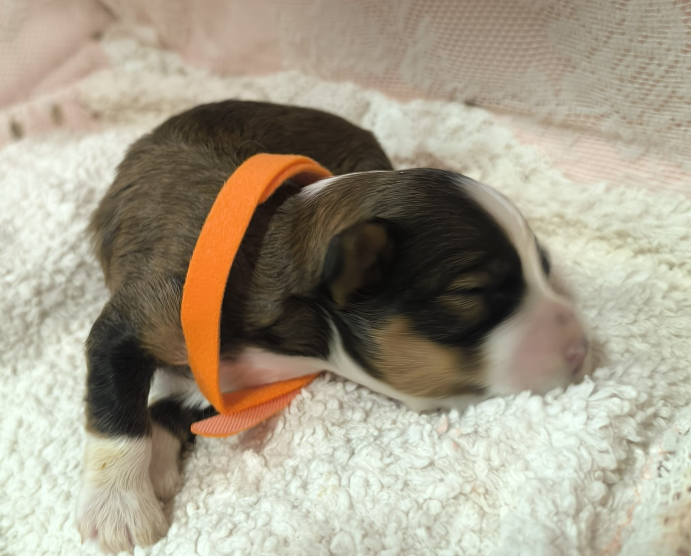 Von Bereich Sandalvi - Chiots disponibles - Bichon Havanais