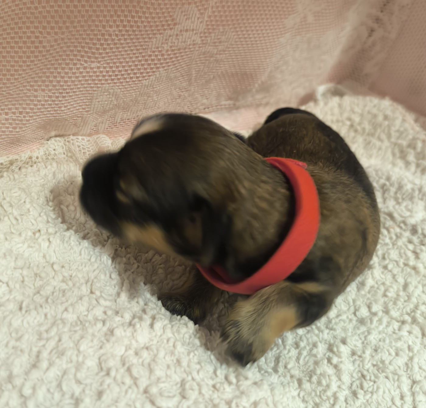 Von Bereich Sandalvi - Chiots disponibles - Bichon Havanais