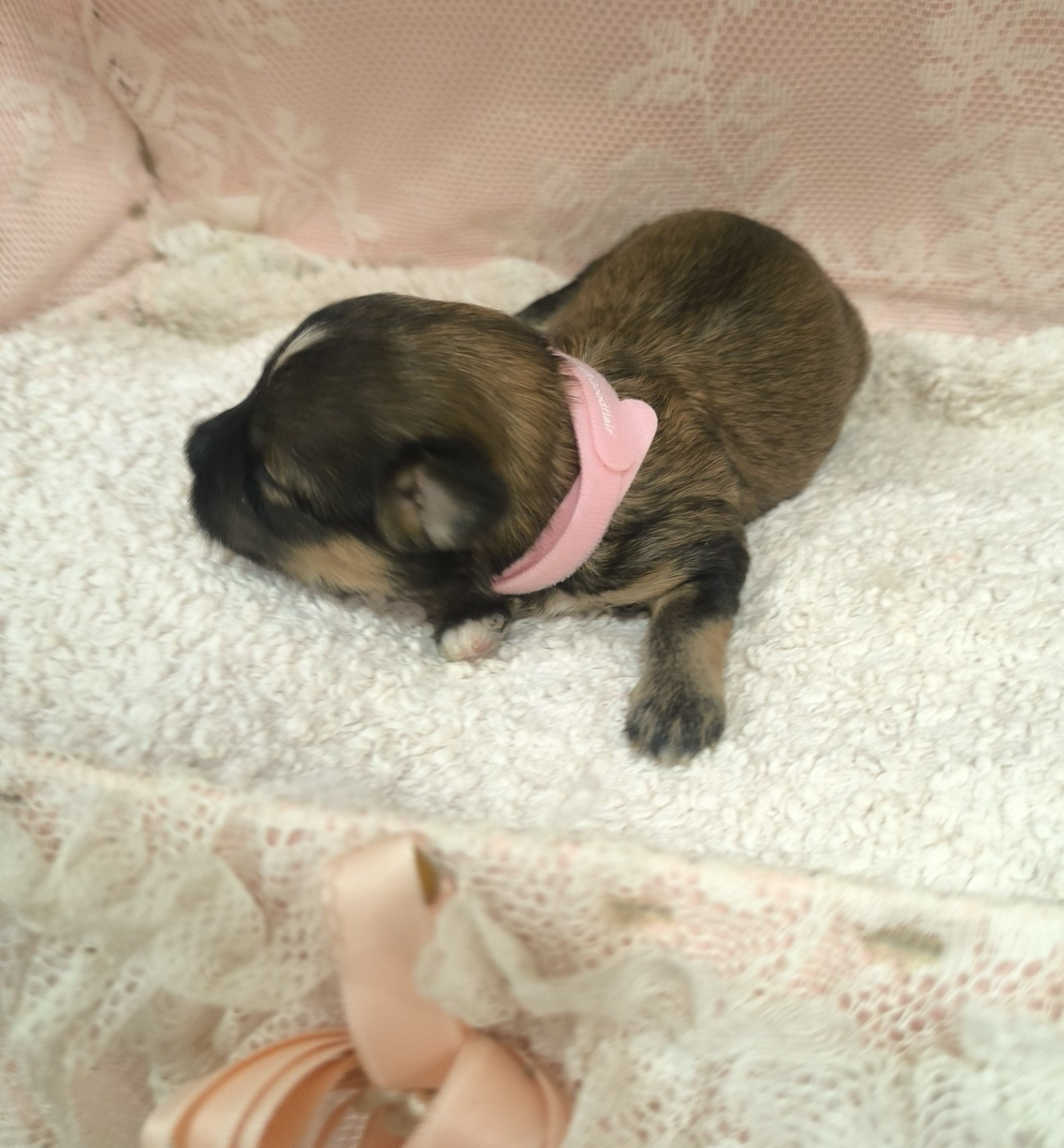 Von Bereich Sandalvi - Chiots disponibles - Bichon Havanais