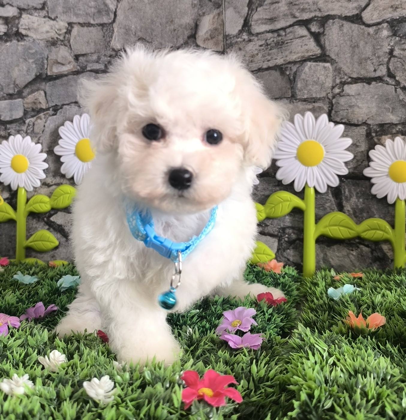 Von Bereich Sandalvi - Chiots disponibles - Bichon Frise