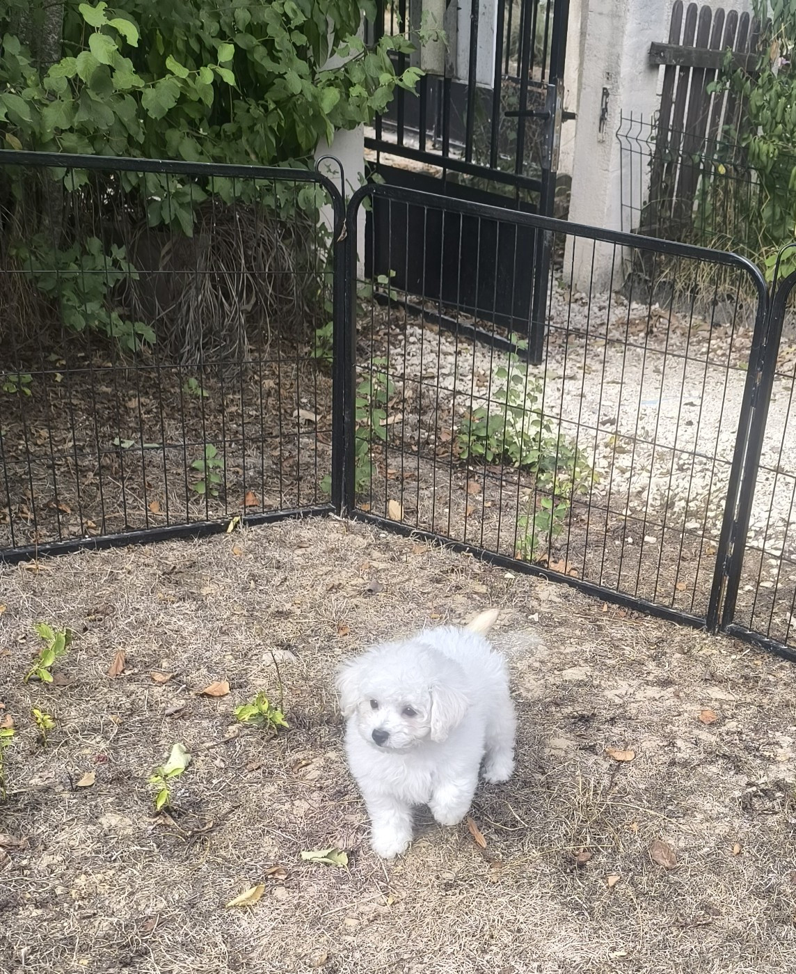 Von Bereich Sandalvi - Chiots disponibles - Bichon Frise