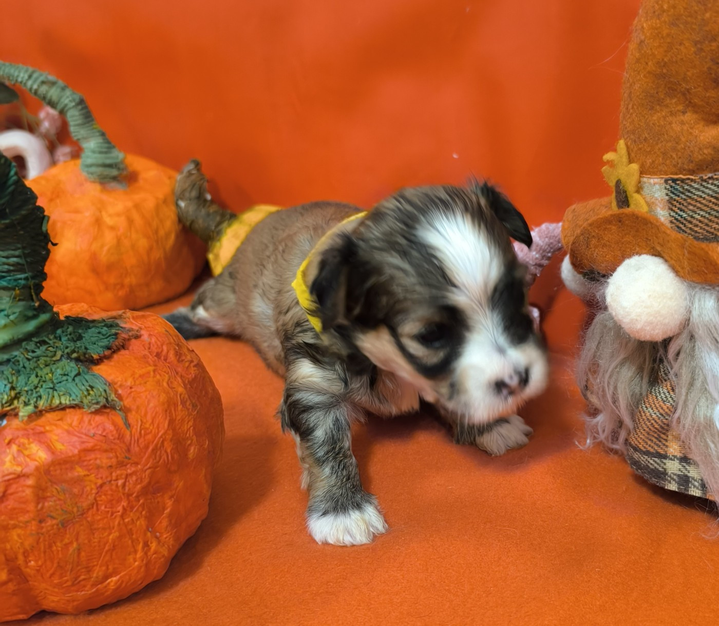 Von Bereich Sandalvi - Chiots disponibles - Bichon Havanais