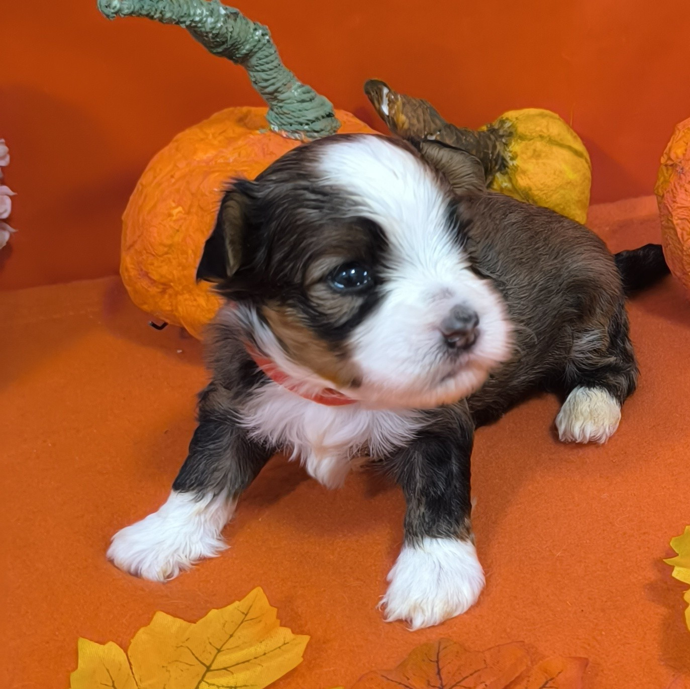 Von Bereich Sandalvi - Chiots disponibles - Bichon Havanais