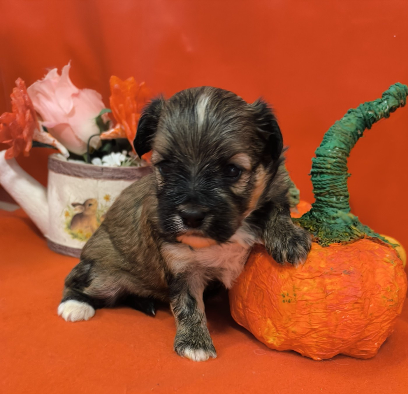 Von Bereich Sandalvi - Chiots disponibles - Bichon Havanais