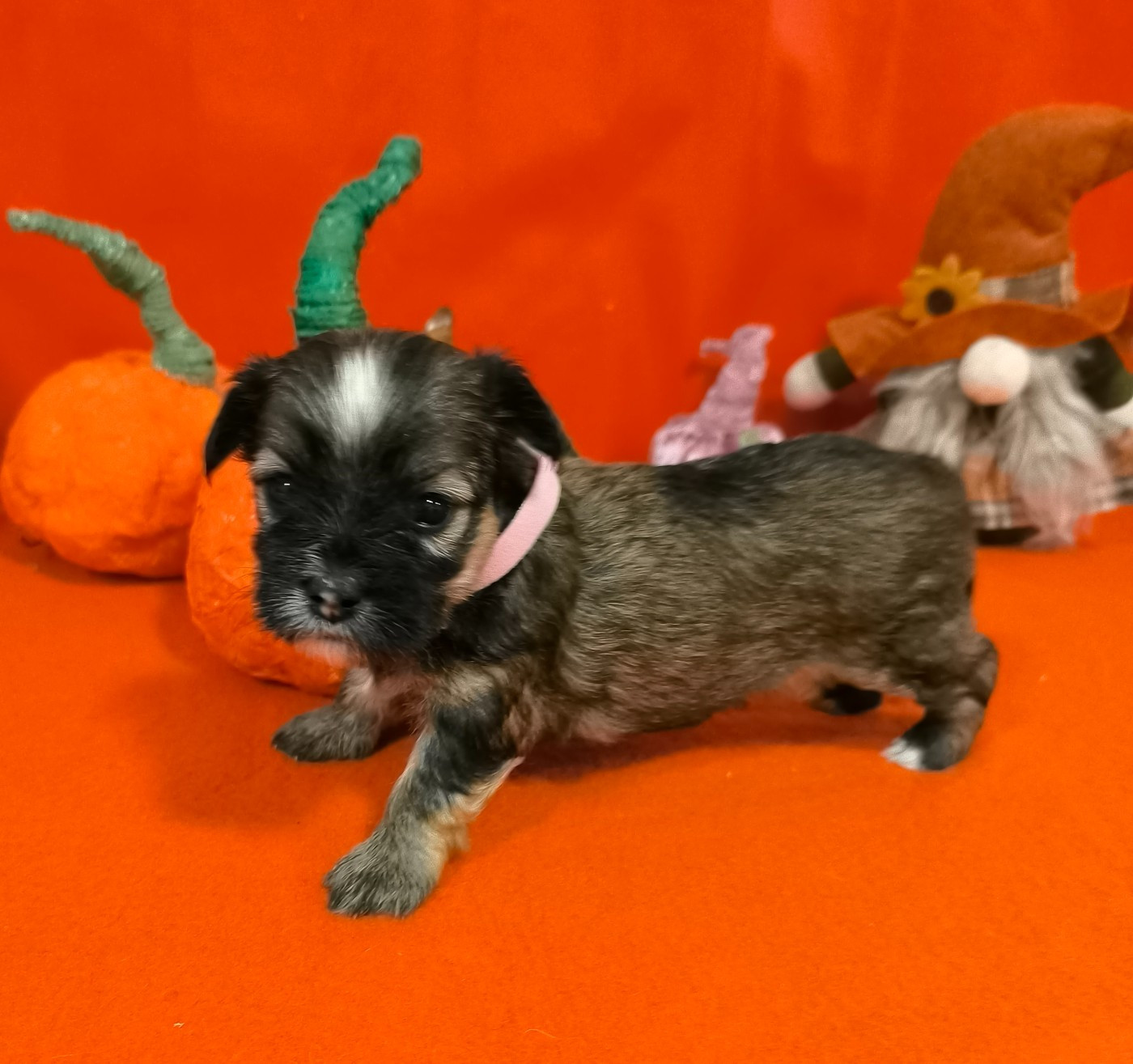 Von Bereich Sandalvi - Chiots disponibles - Bichon Havanais