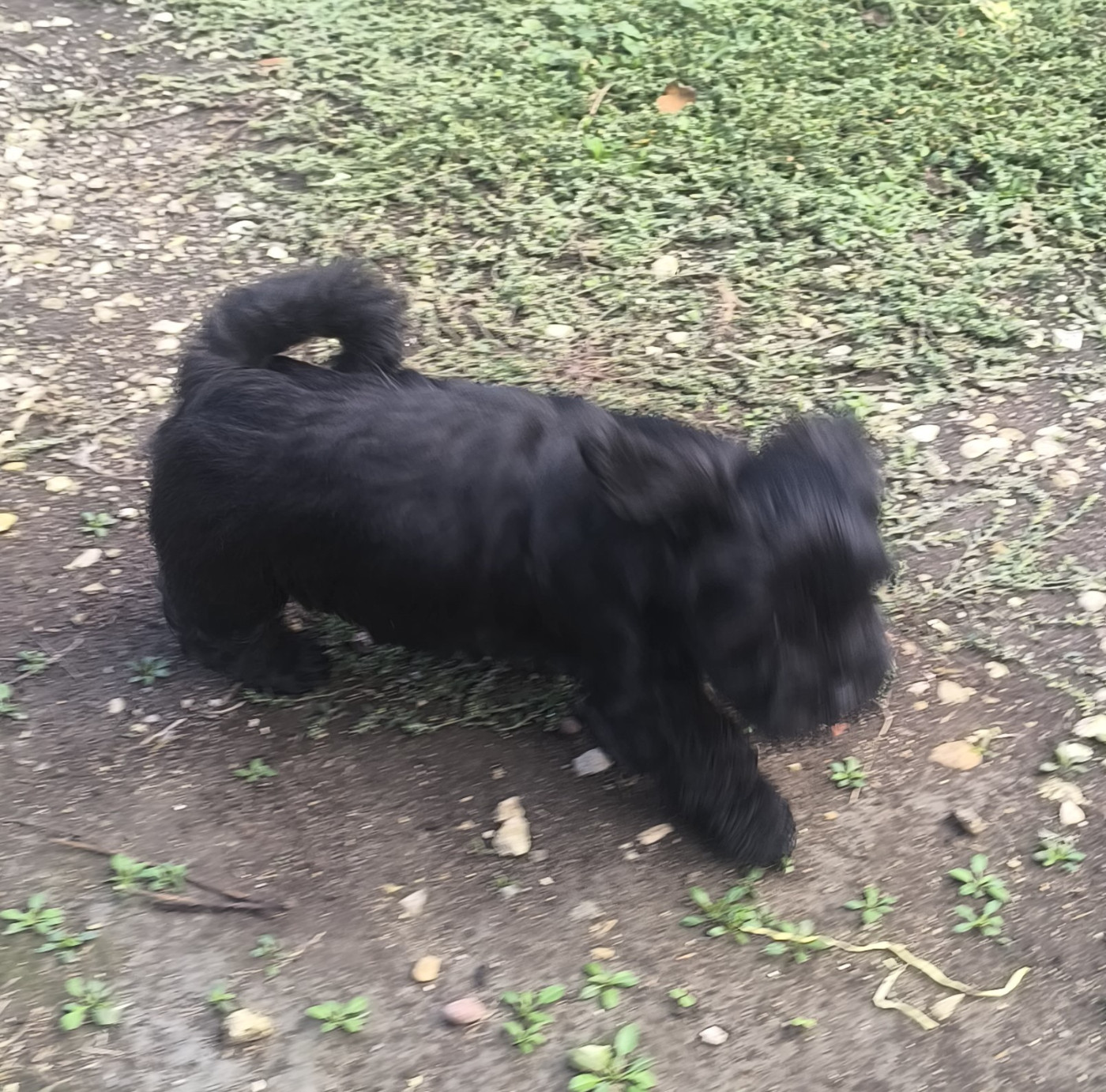 Von Bereich Sandalvi - Chiots disponibles - Bichon Havanais