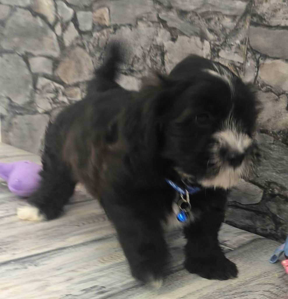 Von Bereich Sandalvi - Chiots disponibles - Bichon Havanais