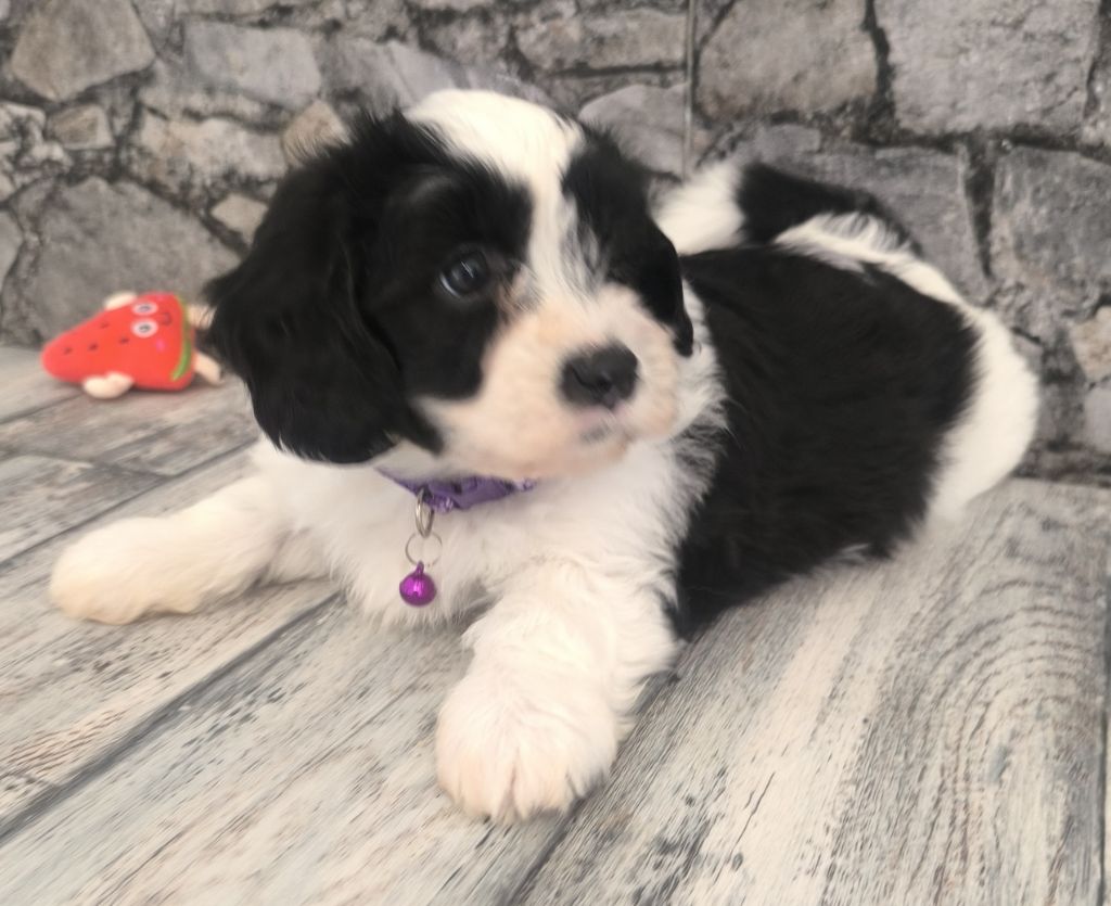 Von Bereich Sandalvi - Chiots disponibles - Bichon Havanais