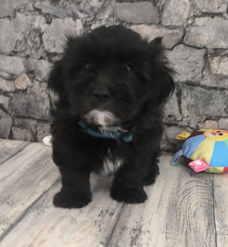 Von Bereich Sandalvi - Chiots disponibles - Bichon Havanais