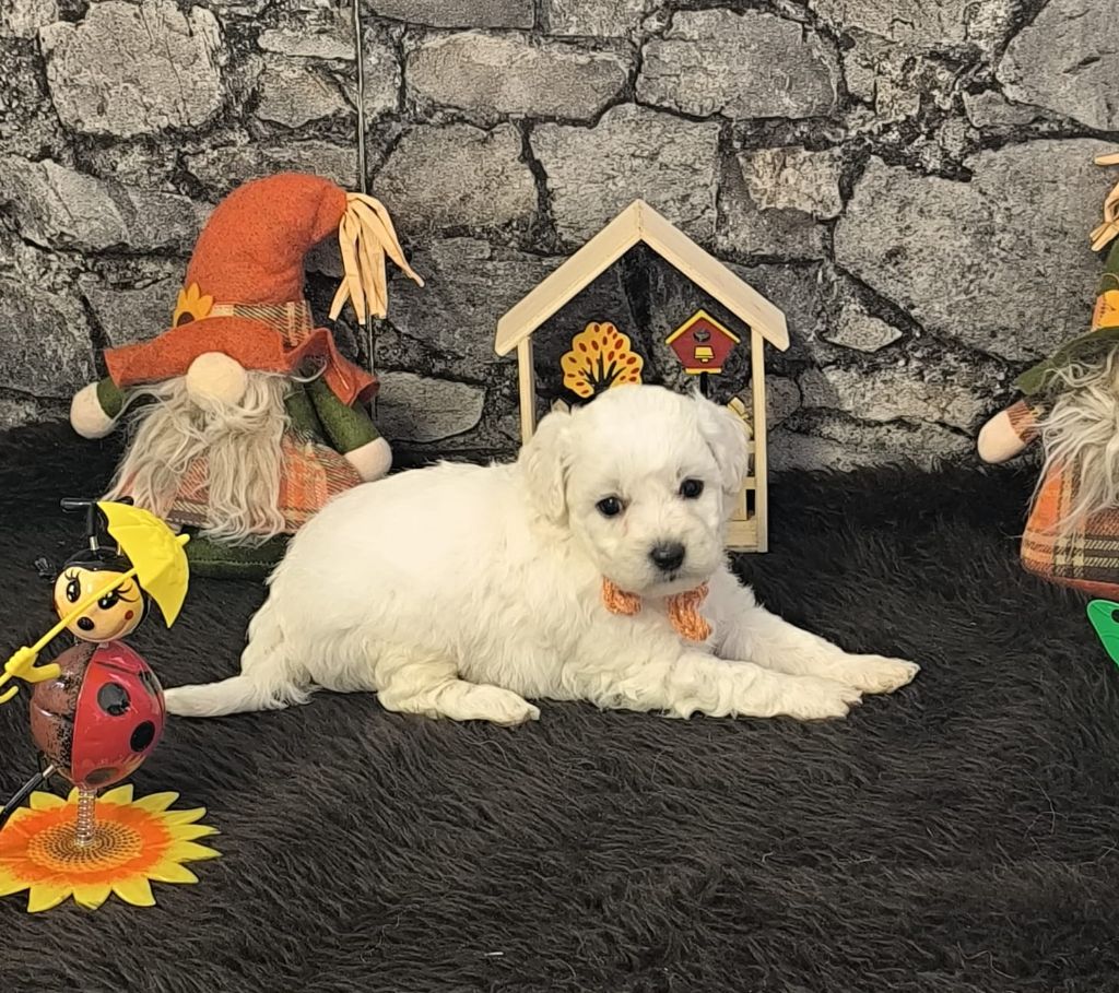 Von Bereich Sandalvi - Chiots disponibles - Bichon Frise