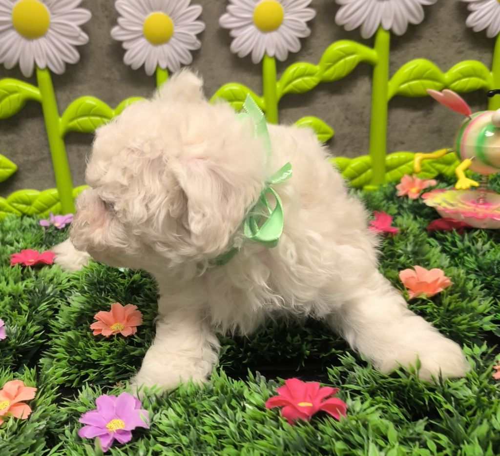 Von Bereich Sandalvi - Chiots disponibles - Bichon Frise