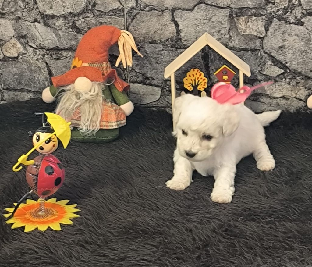 Von Bereich Sandalvi - Chiots disponibles - Bichon Frise