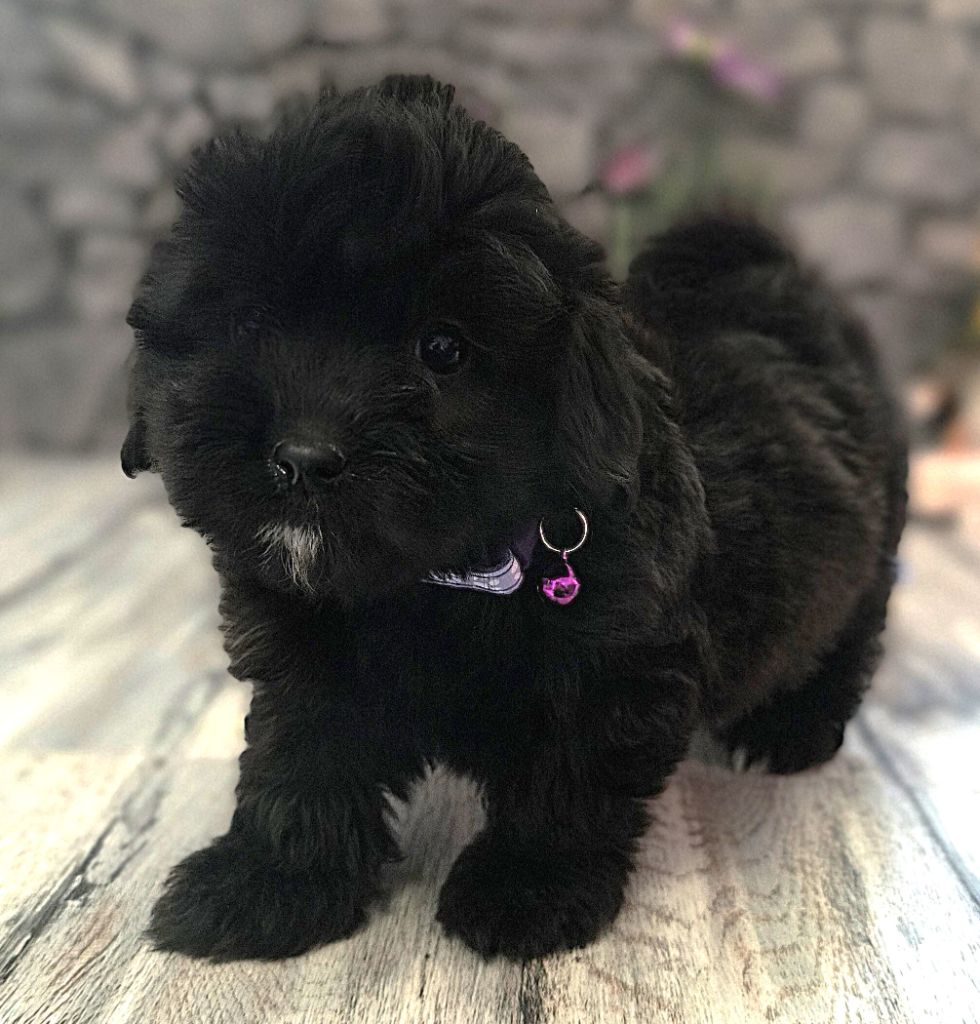 Von Bereich Sandalvi - Chiots disponibles - Bichon Havanais