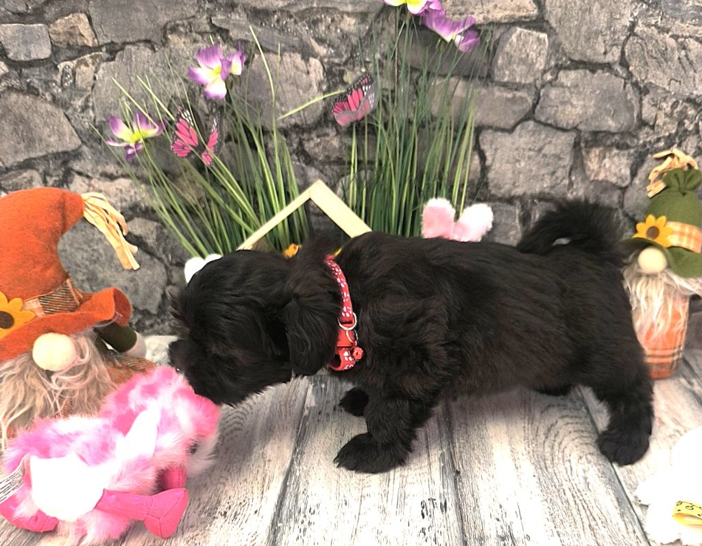 Von Bereich Sandalvi - Chiots disponibles - Bichon Havanais
