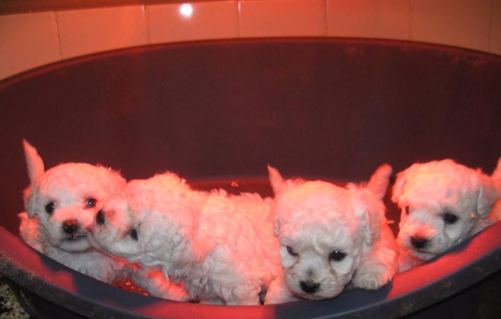 Chiot Bichon Frise Von Bereich Sandalvi