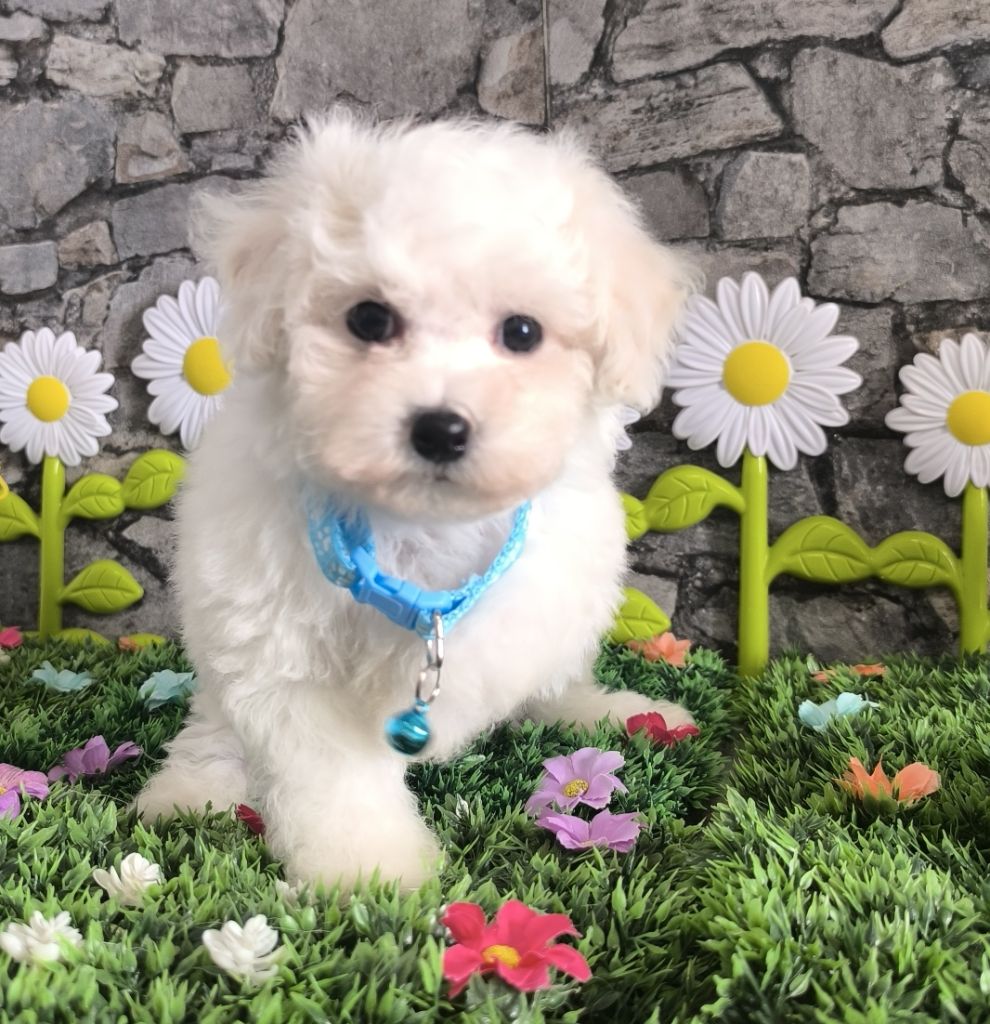 Von Bereich Sandalvi - Bichon Frise - Portée née le 21/05/2025