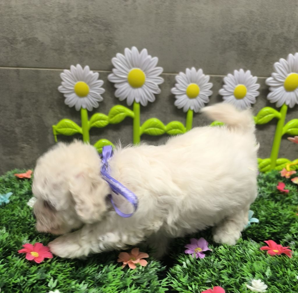 Von Bereich Sandalvi - Chiots disponibles - Bichon Frise