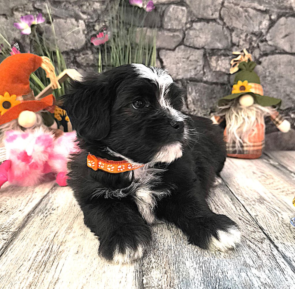 Von Bereich Sandalvi - Chiots disponibles - Bichon Havanais
