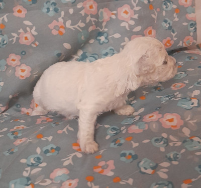 Chiot N°1