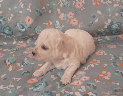 Chiot N°2