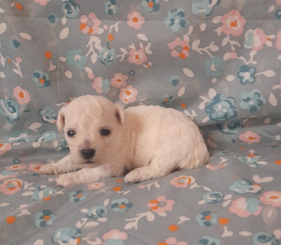 Chiot N°3