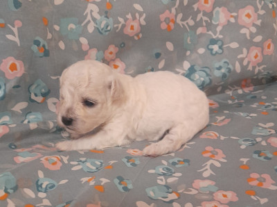 Chiot N°5
